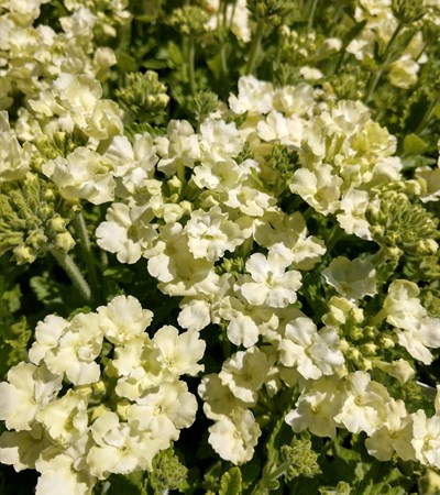 Verbena Lanai® Compact Lime Green